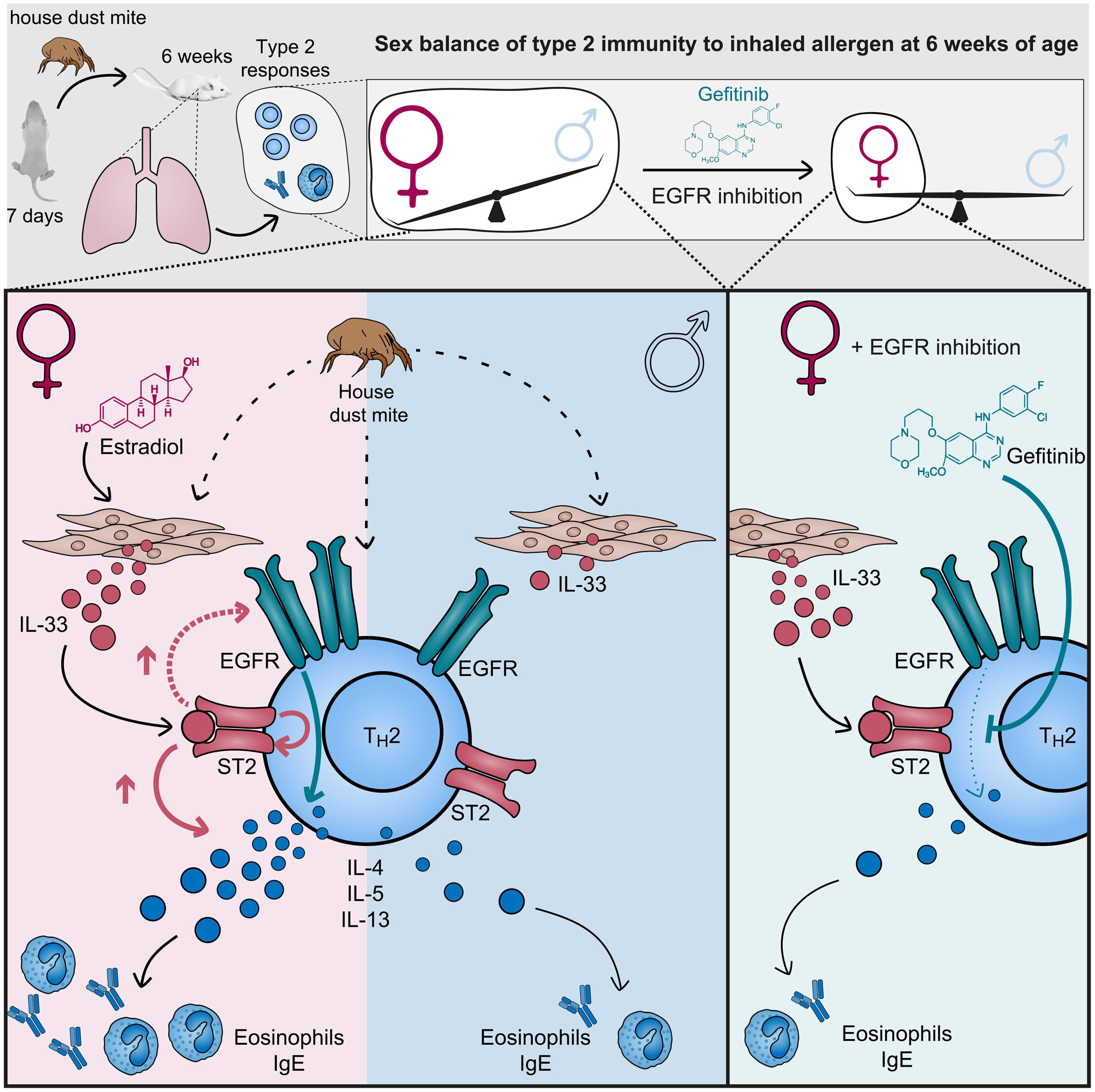 Why asthma can hit women harder: Estrogen-linked IL-33 ramps up lung inflammation
