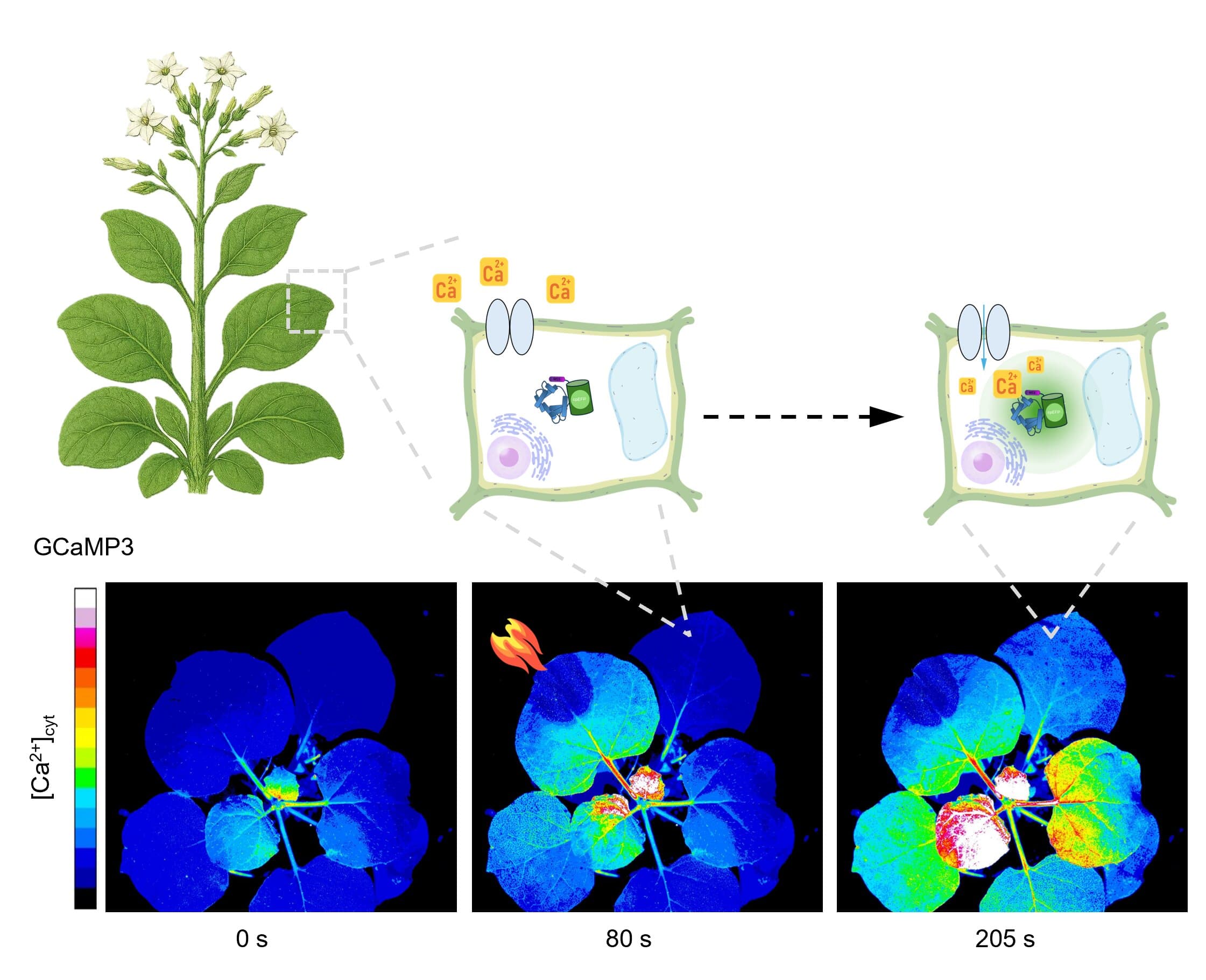 Visualizing how a plant's leaves, stem and roots mutually communicate under environmental stress in real time