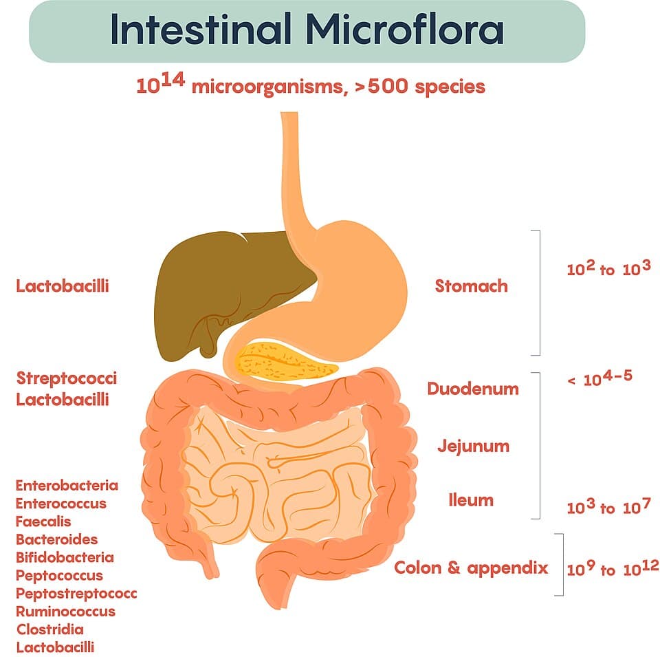 Diagram showing the composition and distribution of intestinal microflora